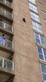 A raccoon jumps from a 20-metre building / Un raton laveur saute d'un immeuble de 20 mètres
