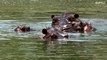 Pablo Escobar's hippos keep his myth alive in his lavish mansion
