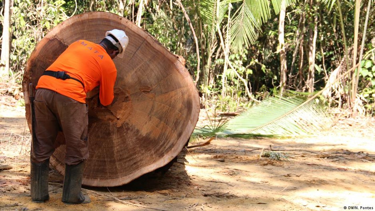Corte controlado da Floresta Amazônica