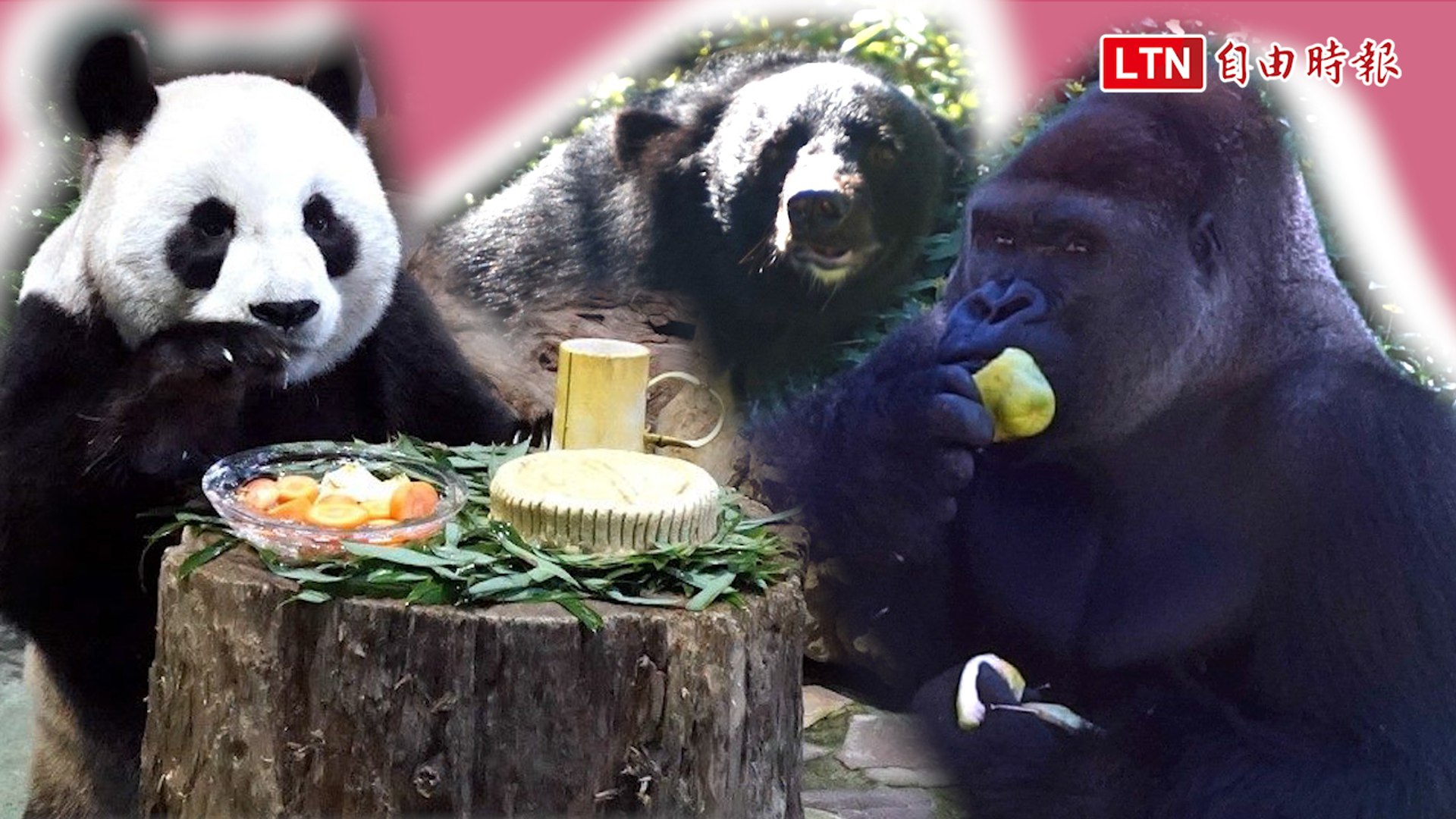 北市動物園提供「中秋餐」 要讓動物一起過佳節(Taipei Zoo 臺北市立動物園提供)