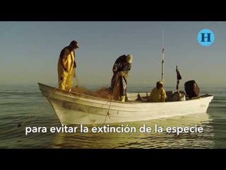 La vaquita marina va en camino a la extinción