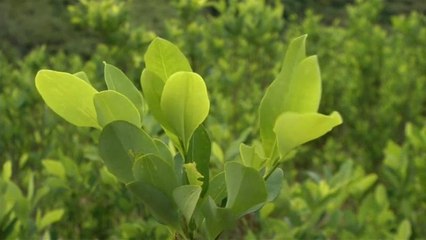 Colombia: giro di vite contro la droga