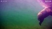 Fantastisk undervannsfilm av en bjørn som fisker