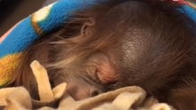 Sleeping Baby Orangutan Doesn't Let Hiccups Interrupt Her Sweet Dreams