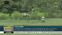 Colombia: piden expertos no usar glifosato en cultivos de uso ilícito