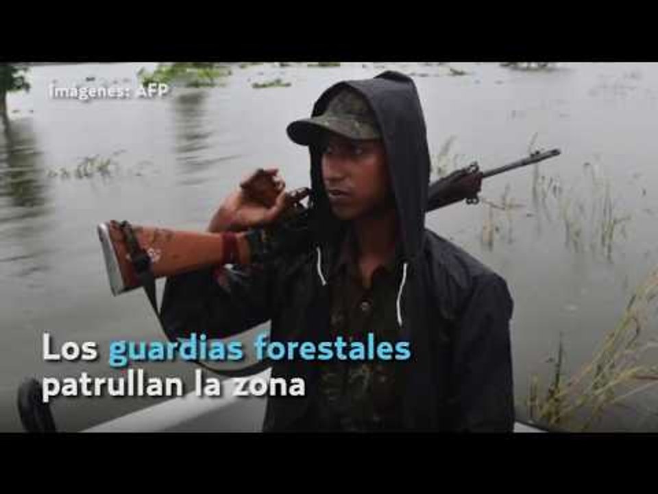 Rinocerontes de un cuerno en peligro por inundaciones en India