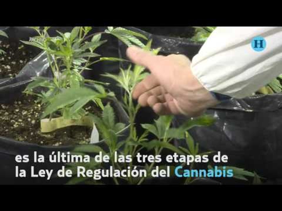 Inicia venta de marihuana en Uruguay