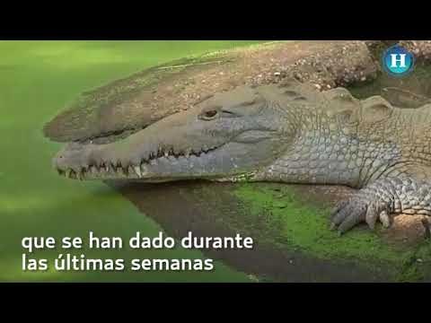 Venezolanos presuntamente roban animales de zoológico para comérselos