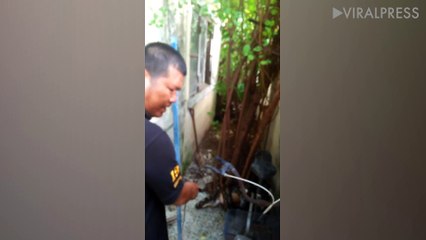 Python Caught Attacking Pet Cat