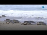 Miles de tortugas llegan a playas de Oaxaca a desovar