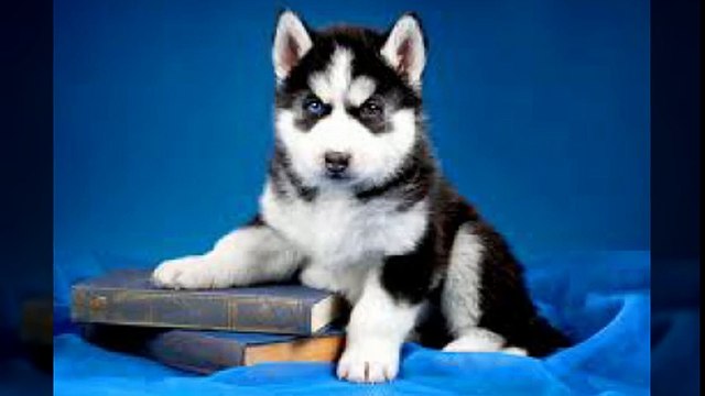 대전출장안마 010s7326s7786신용후불제 아가씨만남후 결제 대전출장마사지 최고미녀대기중 마인드최고 교육철저 대전출장맛사지 내상절대불가 수질최한 안전한신용후불제 20대아가씨대기중 극한수위 특별한서비스