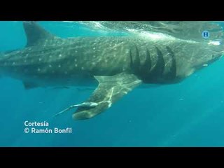 México santuario del tiburón ballena