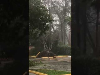 Cómo la fuerza del huracán Irma tiró los árboles