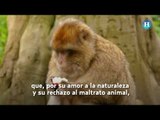 Dia Mundial de los Animales