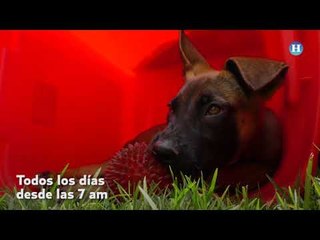 Así entrenan a los perros de búsqueda y rescate de la Semar