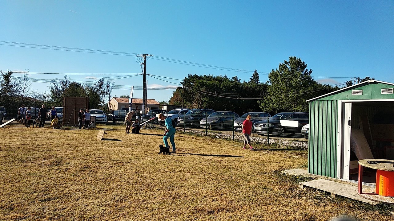 Obiwan en dressage à l'école des chiots.
