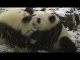 Cachorros panda juegan con la nieve en el zoológico de Viena