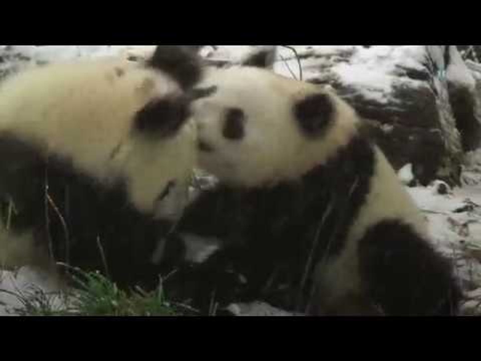 Cachorros panda juegan con la nieve en el zoológico de Viena