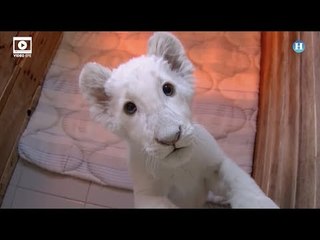 Nace primer león blanco en cautiverio en México