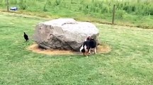 dog and duck chasing each other around a rock Funny Video