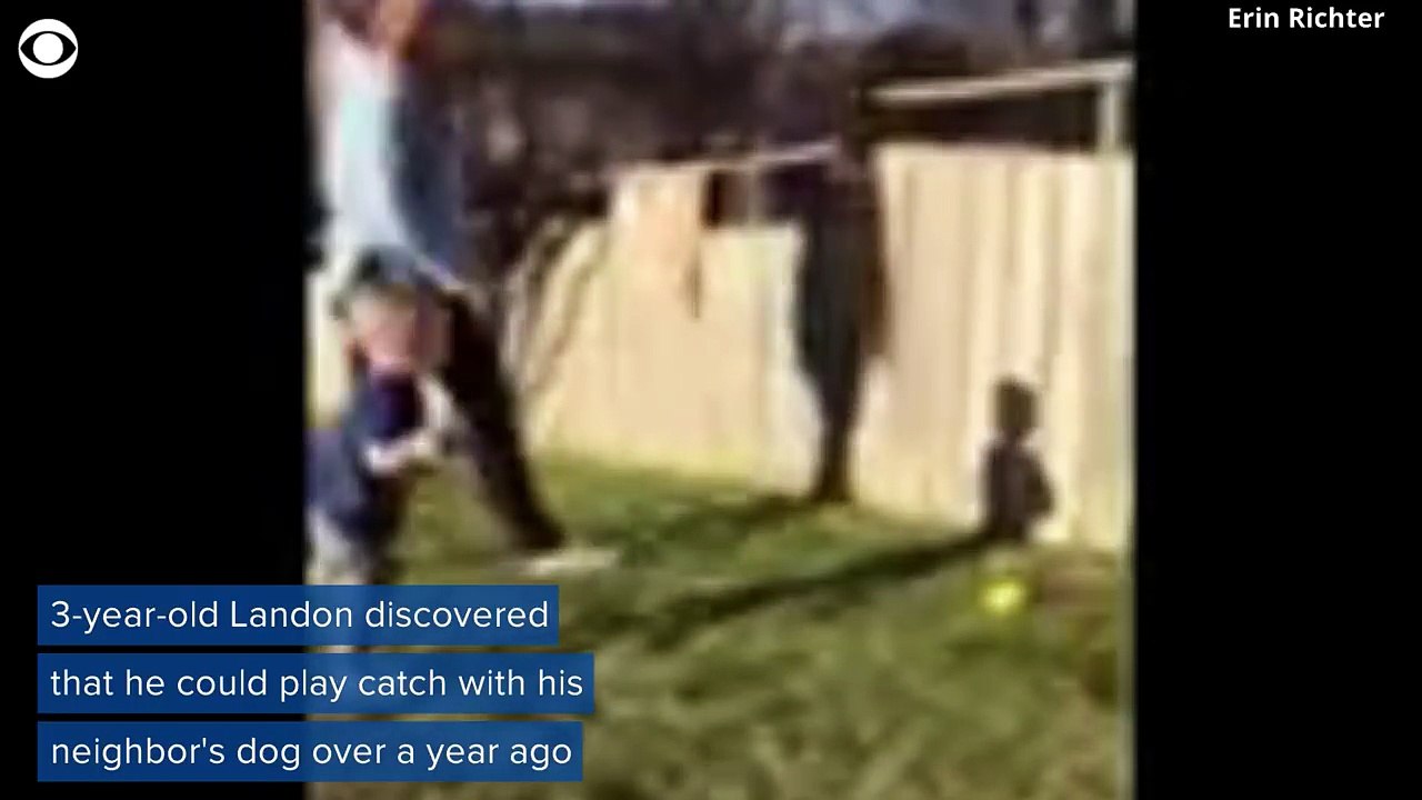 Boys play catch with neighbors dog over fence Funny Video