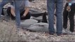Veinte delfines mueren varados en playa mexicana