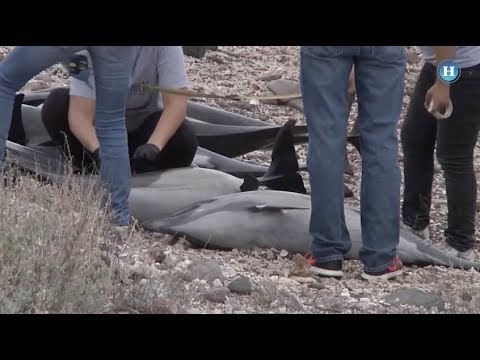 Veinte delfines mueren varados en playa mexicana