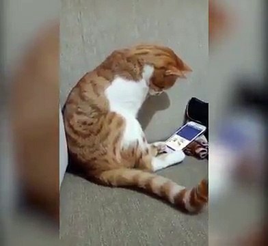 Vous n'allez pas croire à cette vidéo de chats trop mignonne