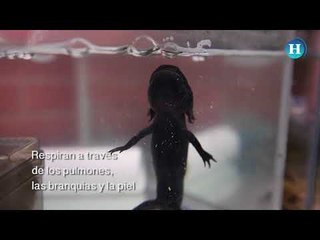 Datos curiosos sobre el ajolote