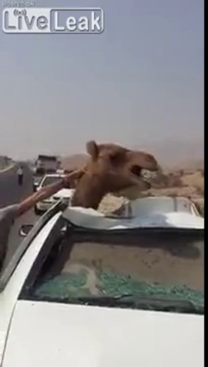 Accident entre une voiture et un chameau !