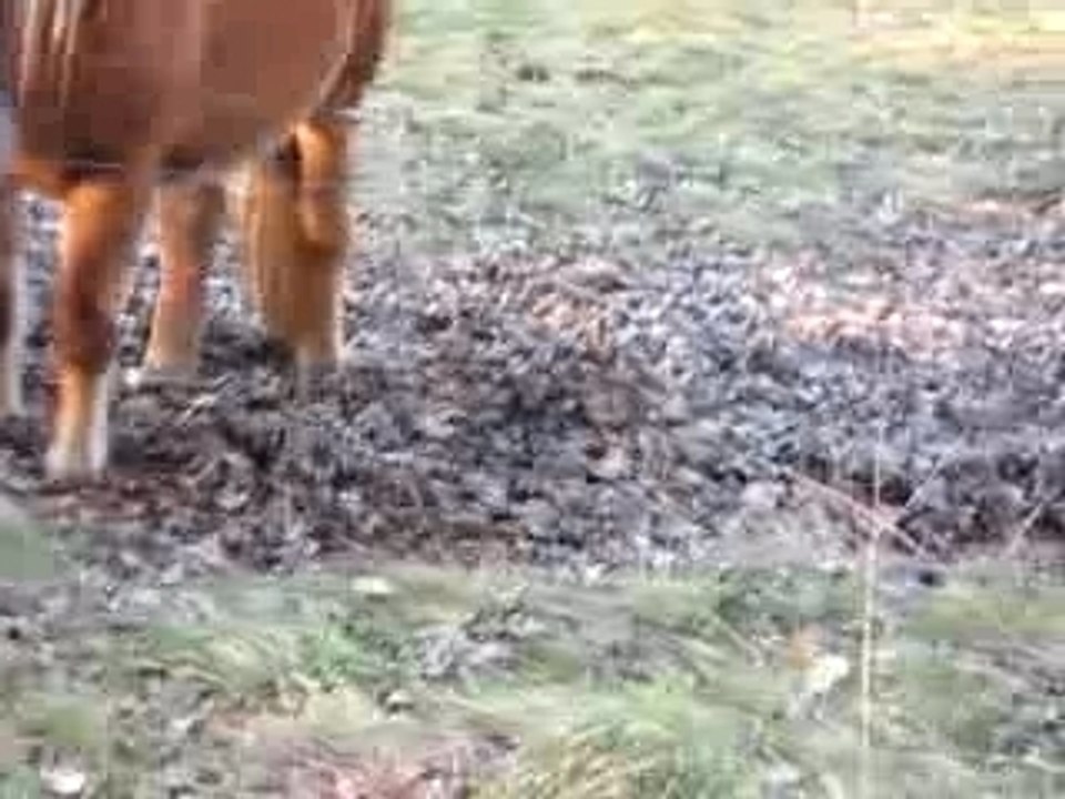 Baloo et son ami le cheval