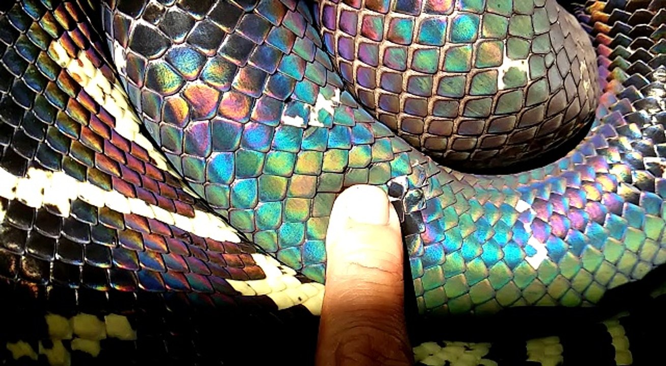 Vibrant and Colorful Boeleni Python