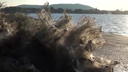 Yunanistan'da Sahili Kaplayan Örümcek Ağları