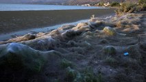 Yunanistan'da sahili kaplayan örümcek ağları - ATİNA