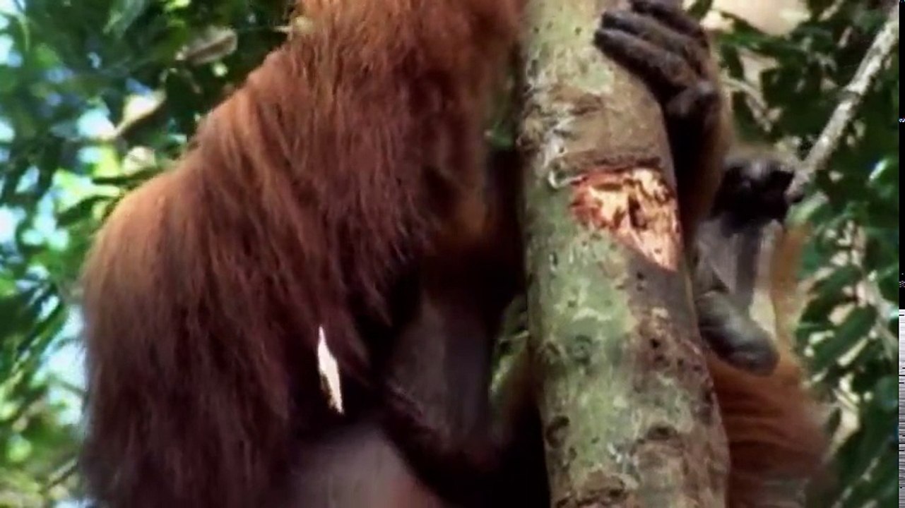 The Wonders of the Animals S01 - Ep07 Great Apes HD Watch