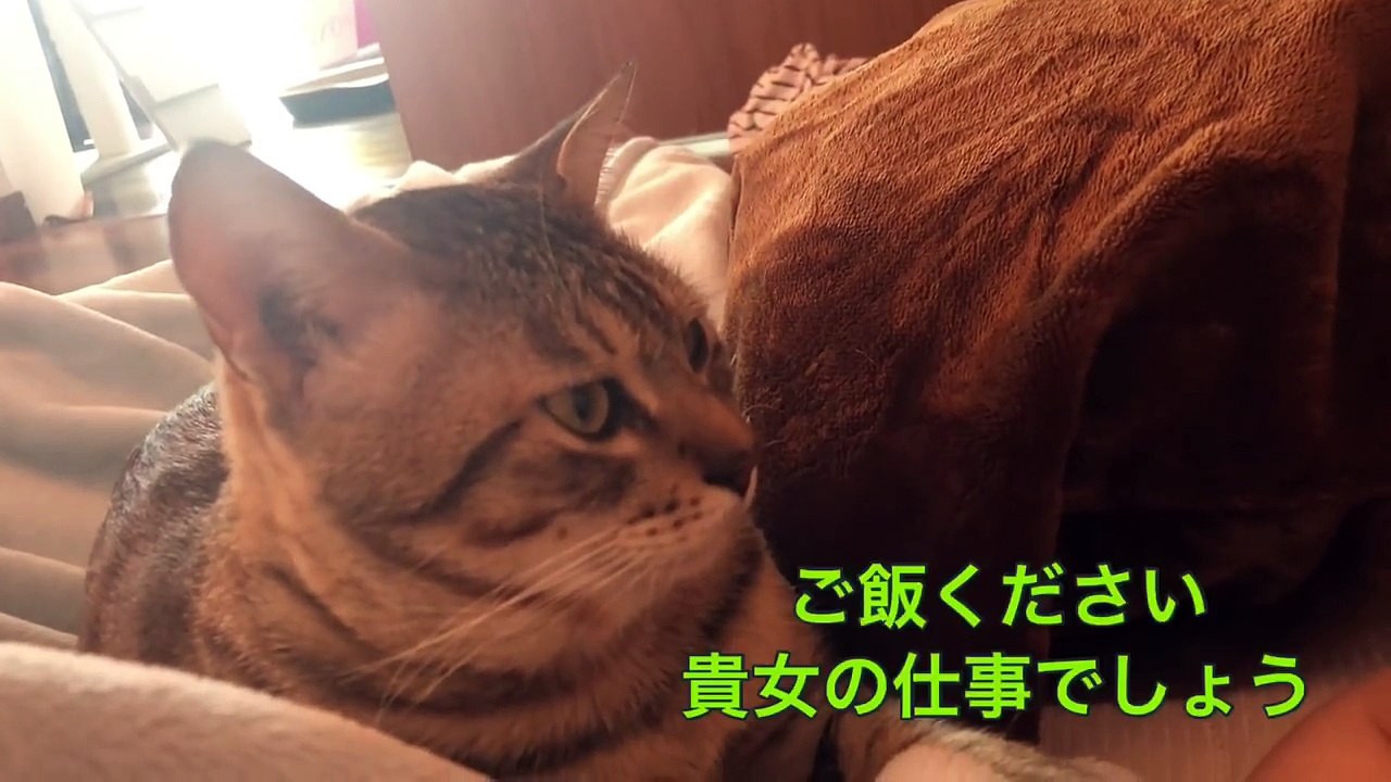ゴロゴロ音でメス飼い主を起こす猫のココさん！