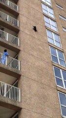 Un raton laveur fait du Base Jump sans parachute