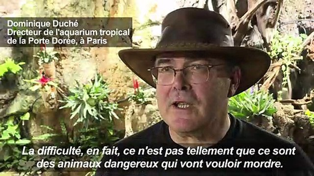 Dans un aquarium de Paris, transfert musclé d'alligators albinos