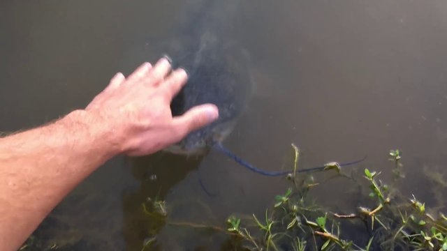 Ce poisson chat sauvage adore les calins