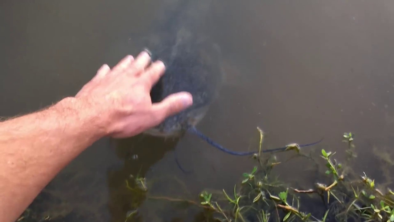 Ce poisson chat sauvage adore les calins