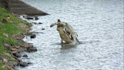 Images incroyables d'un crocodile qui en dévore un autre