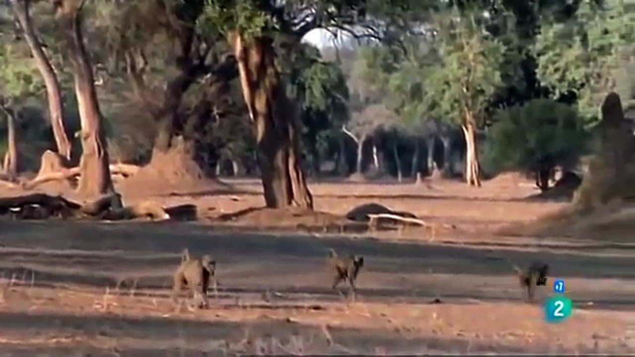 BABUINO AFRICANO MEJOR DOCUMENTAL DEL MUNDO