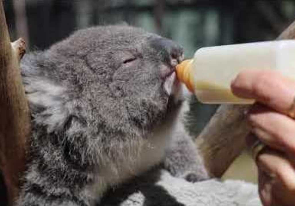 Spring Baby Boom at Australian Reptile Park