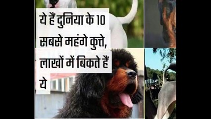 ये है दुनिया के 10 सबसे महंगे कुत्ते ,लाखों में बिकते है ये