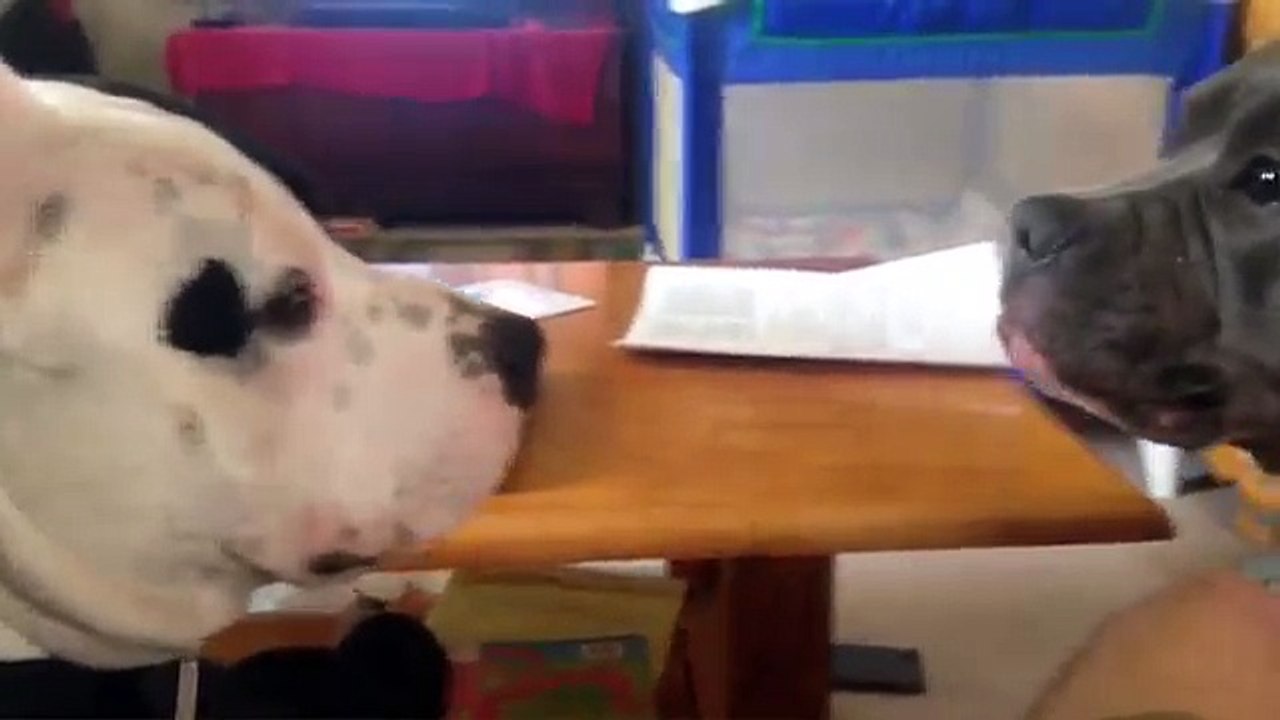 Ultimate FUNNIEST DOG / Puppy Compilation Try Not to Laugh Challenge 2018 | Funny Pet Videos