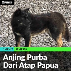 #1MENIT | Anjing Purba Dari Atap Papua