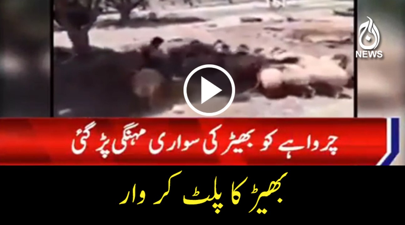 Sheep hit back to shepherd