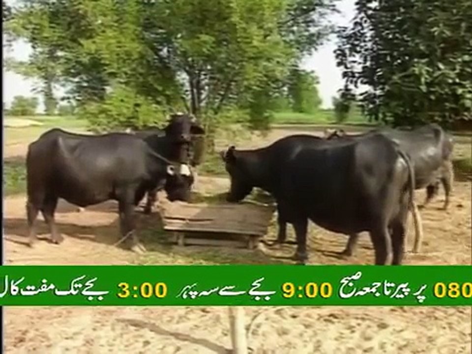 Dairy Farming’s Basic Principle