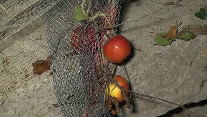 D!CI TV : 120 arboriculteurs ont "décoré" la préfecture pour se faire entendre