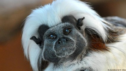 ONG luta para proteger sagui-cabeça-de-algodão